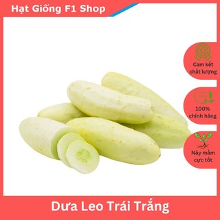 Hạt giống dưa leo trái trắng lai f1 giòn ngọt