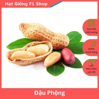 Hạt Giống Đậu Phộng Năng Suất Cao