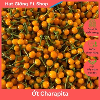 Hạt Giống Ớt Charapita