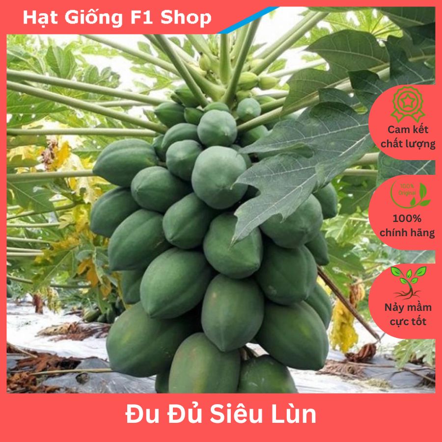 Hạt Giống Đu Đủ Siêu Lùn Thái Lan Trồng Chậu Sai Trái (20H) (293.F1)