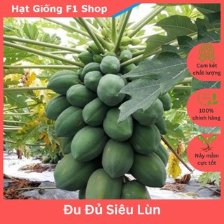 Hạt giống đu đủ siêu lùn thái lan trồng chậu sai trái