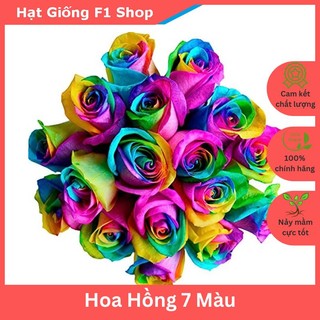 Hạt Giống Hoa Hồng 7 Màu (20H) (223.F1)