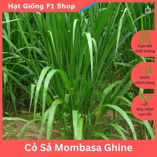 Hạt Giống Cỏ Chăn Nuôi Gia Súc Cỏ Sả Lá Lớn Mombasa Ghine 100 Gam (239.F1)