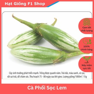 Hạt Giống Cà Phổi Sọc Lem Dễ Trồng (241.F1)