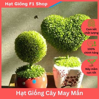 Hạt Giống Cây May Mắn (Cây Tài Lộc) Để Bàn (200H) (214.F1)
