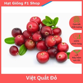 Hạt Giống Cây Việt Quất Đỏ Chất Lượng F1 (30H) (209.F1)