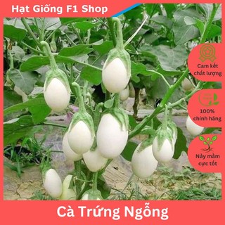 Hạt Giống Cà Trứng Ngỗng Trắng Giòn (229.F1)