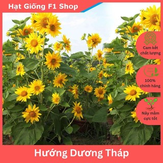 Hạt Giống Hoa Hướng Dương Tháp Nhiều Tầng (215.F1)