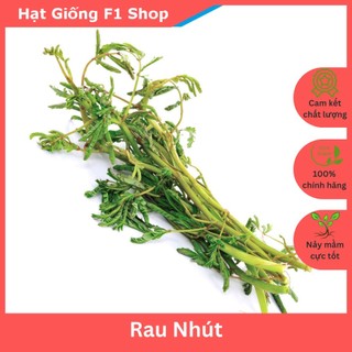 Hạt Giống Rau Nhút (Rau Rút) (233.F1)
