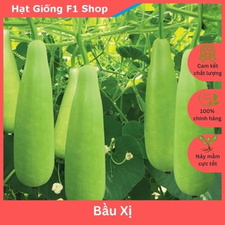 Hạt Giống Bầu Xị Lai F1 Đặc Ruột
