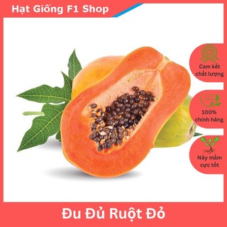 Hạt Giống Đu Đủ Ruột Đỏ Lai F1 Sai Trái