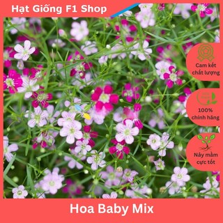 Hạt Giống Hoa Baby Nhiều Màu Mix Trồng Chậu (066.F1)