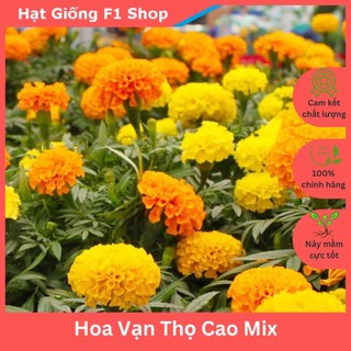 Hạt giống hoa vạn thọ cao nhiều màu rực rỡ