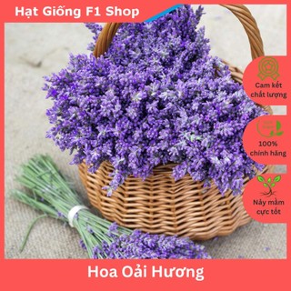 Hạt Giống Hoa Oải Hương Lavender (134.F1) (100H)