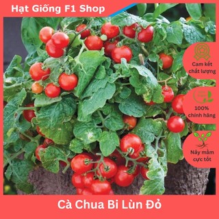Hạt Giống Cà Chua Bi Lùn Đỏ Lai F1 Trồng Chậu