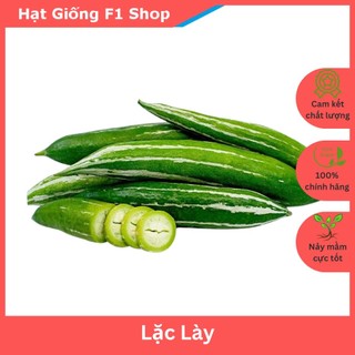 Hạt giống lặc lày lai f1 dễ trồng