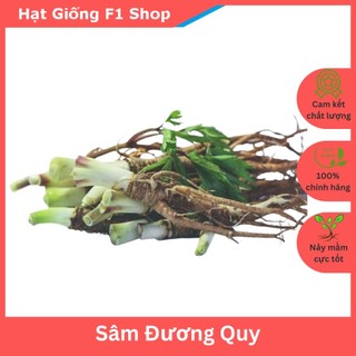 Hạt Giống Sâm Đương Quy Thảo Dược