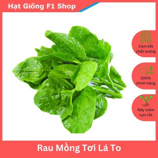 Hạt Giống Rau Mồng Tơi Dễ Trồng