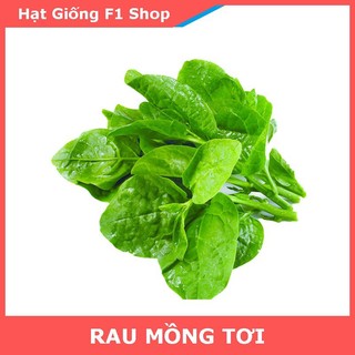 Hạt Giống Rau Mồng Tơi Dễ Trồng