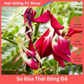 Hạt Giống Cây So Đũa Tứ Quý Thái Bông Đỏ Ra Hoa Quanh Năm (10H) (206.F1)