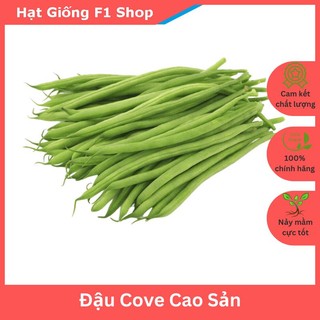 Hạt Giống Đậu Cove Cao Sản 20 Gam Sai Trái