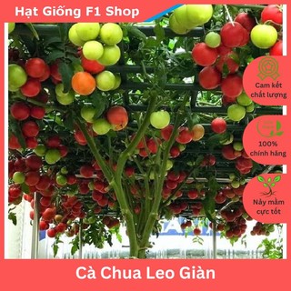 Hạt giống cà chua leo giàn sai trái