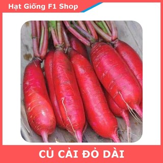 Hạt Giống Củ Cải Đỏ Dài Chắc Thịt