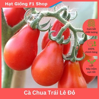 Hạt Giống Cà Chua Trái Lê Đỏ Sai Trái