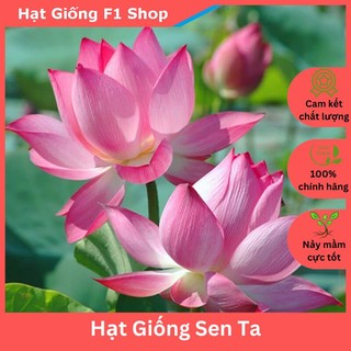 Hạt Giống Sen Ta F1 Bông To Đẹp (15H) (117.F1)