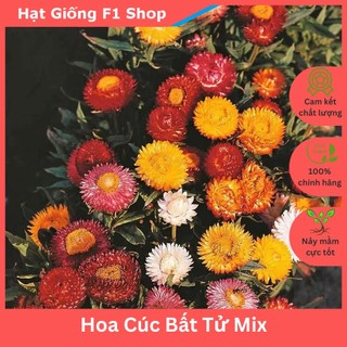 Hạt Giống Hoa Cúc Bất Tử Nhiều Màu Mix (008.F1)