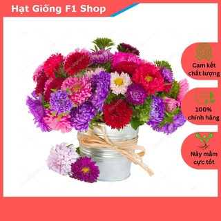 Hạt Giống Hoa Cúc Công Chúa Nhiều Màu Mix (003.F1)