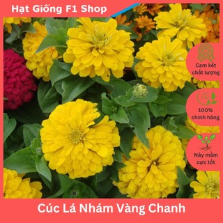 Hạt Giống Hoa Cúc Lá Nhám (Cúc Zinnia) Vàng Chanh (007.F1)