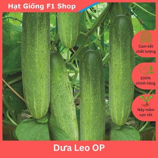 Hạt Giống Dưa Leo OP Xanh Giòn (5 Gam)