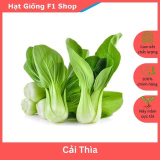 Hạt Giống Cải Thìa (Cải Chíp) Năng Suất Cao 20 Gam