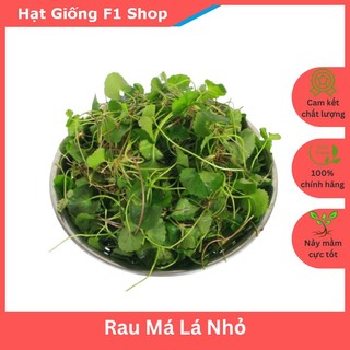 Hạt Giống Rau Má Lá Nhỏ Chọn Lọc (1 Gam)