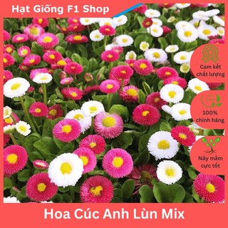 Hạt Giống Hoa Cúc Anh (Cúc Bellis) Tròn Lùn Mix Trồng Chậu (100H) (088.F1)