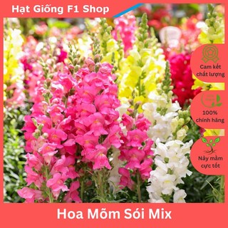 Hạt Giống Hoa Mõm Sói Nhiều Màu Mix Nở Hoa Quanh Năm (028.F1)