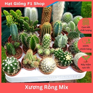 Hạt Giống Xương Rồng Mix Gói 20 Hạt