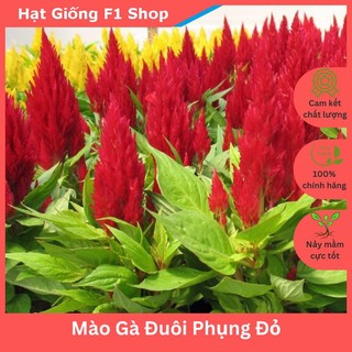 Hạt Giống Hoa Mào Gà Đuôi Phụng Đỏ Dễ Trồng (016.F1)