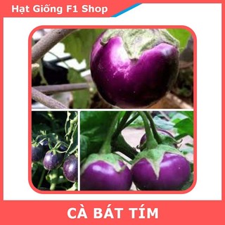Hạt Giống Cà Tím Trái Tròn - Cà Bát Tím (415.F1)