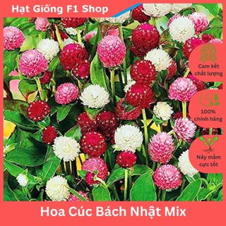 Hạt Giống Hoa Cúc Bách Nhật (Cúc Nút Áo)  Nhiều Màu Trồng Chậu (052.F1)