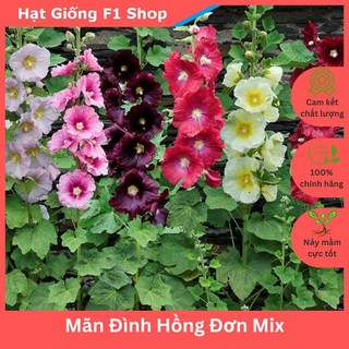 Hạt Giống Hoa Mãn Đình Hồng Đơn Nhiều Màu Mix Trồng Chậu (025.F1)