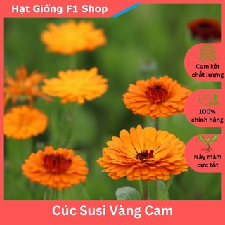 Hạt Giống Hoa Cúc Susi Vàng Cam Trồng Chậu Cắt Cành (023.F1)