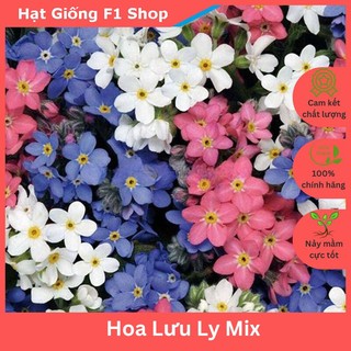 Hạt Giống Hoa Lưu Ly Nhiều Màu Mix Trồng Chậu (062.F1)
