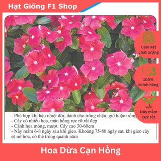 Hạt Giống Hoa Dừa Cạn Hồng Trồng Chậu (021.F1)
