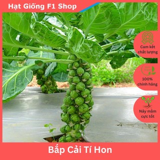 Hạt giống bắp cải tí hon xanh italy