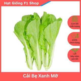 Hạt Giống Cải Bẹ Xanh Mỡ Dễ Trồng 20 Gam