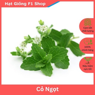 Hạt Giống Cây Cỏ Ngọt Dễ Trồng Gói 5 Hạt