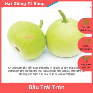 Hạt giống bầu tròn chất lượng f1