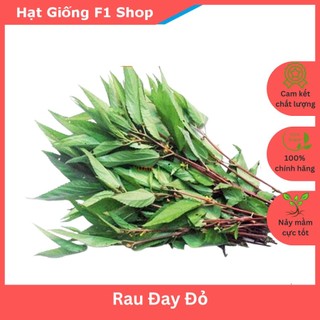 Hạt Giống Rau Đay Đỏ (10 Gam)